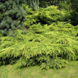Фото Ялівець Пфітцеріана Голд Кіссен. (Juniperus pfitzeriana Goldkissen) С7,5