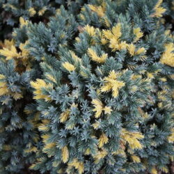 Фото Ялівець лускатий Флоріант. (Juniperus squamata Floreant) С10, 80-90см, на ШТАМБІ