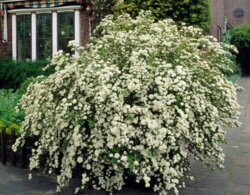 Фото Спірея ніппонська Сноумаунд. (Spiraea nipponica Snowmound) Р9