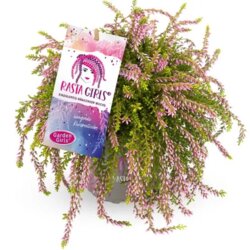 Фото Верес звичайний Раста Гьорл Роза КЛЕР. (Calluna vulgaris Rasta Girls Rosa Claire) ампельний
