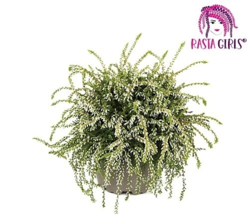 Фото Верес звичайний Гьорл Еллі (вайт). (Calluna vulgaris Girl Ellie) ампельний