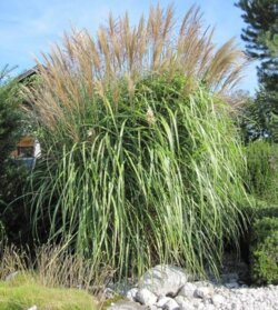 Фото Міскантус китайський Мейдл. (Miscanthus sinensis Meidl) С3