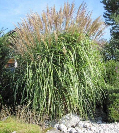 Фото Міскантус китайський Мейдл. (Miscanthus sinensis Meidl) С3