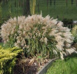 Фото Міскантус китайський Голден Галаксі (Miscanthus sinensis Golden Galaxy) С3