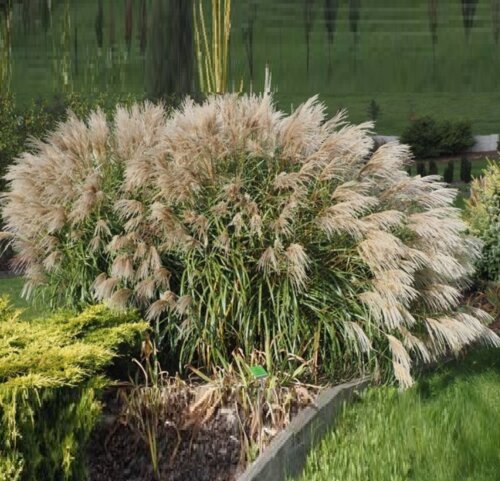 Фото Міскантус китайський Голден Галаксі (Miscanthus sinensis Golden Galaxy) С3