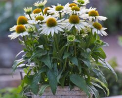 Фото Ехінацея Перл Вайт. (Echinacea Pearl White) С3