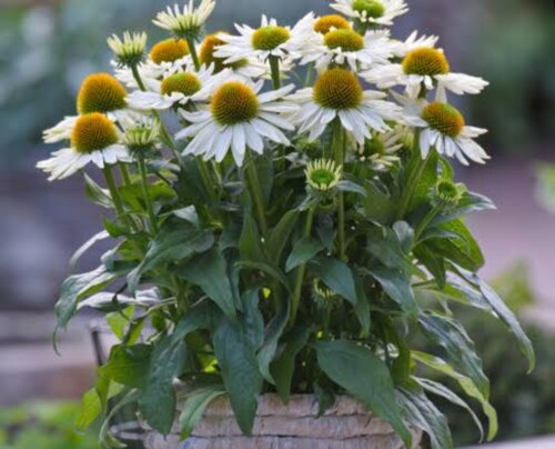Фото Ехінацея Перл Вайт. (Echinacea Pearl White) С3
