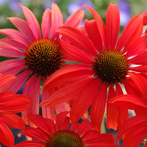 Фото Ехінацея Томато Соуп. (Echinacea Tomato Soup) С3