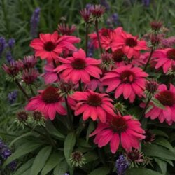 Фото Ехінацея Санмеджік Вінтаж Ред. (Echinacea SunMagic Vintage Red) С3