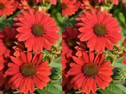 Фото Ехінацея Перл Дарк Оранж (Echinacea Pearl Dark Orange) С3
