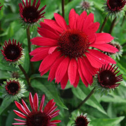 Фото Ехінацея Перл Ред (Echinacea Pearl Red або Red Pearl) С3