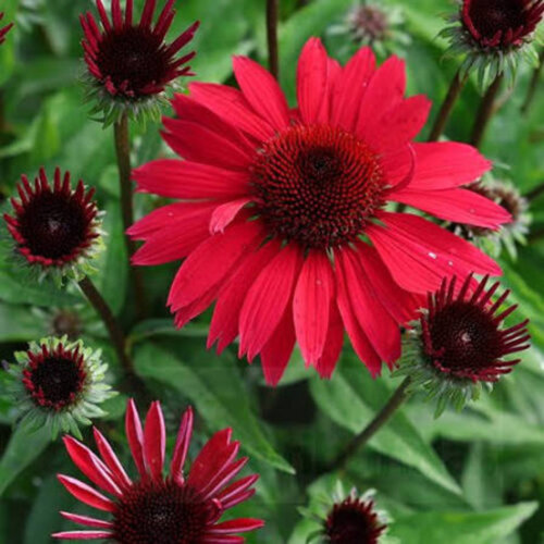 Фото Ехінацея Перл Ред (Echinacea Pearl Red або Red Pearl) С3