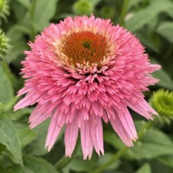 Фото Ехінацея Баттерфляй Кісс (Echinacea Butterfly Kisses) С3