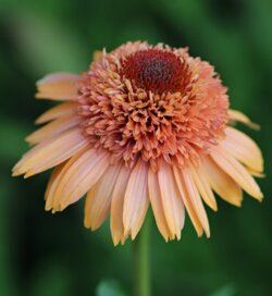 Фото Ехінацея Супрім Канталуп (Echinacea Supreme Cantaloupe) С3