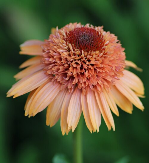 Фото Ехінацея Супрім Канталуп (Echinacea Supreme Cantaloupe) С3