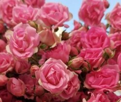 Фото Троянда Джипсі Роуз. (Gypsy Rose Spray) (листопад 2026)