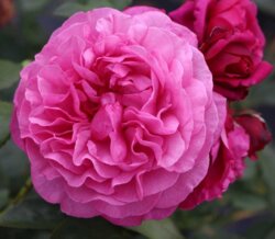 Фото Троянда Каффі Фассетт Роуз (Kaffe Fassett Rose) Флорибунда (листопад 2026)