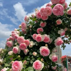 Фото Роза  Пьер де Ронсар (Эден Роуз). (Pierre De Ronsard (Eden Rose) Шраб 