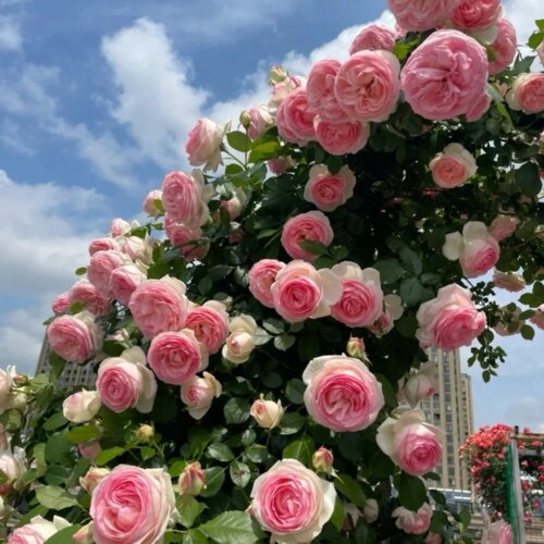 Роза Пьер де Ронсар (Эден Роуз). (Pierre De Ronsard (Eden Rose) Шраб Фото Роза Пьер де Ронсар (Эден Роуз). (Pierre De Ronsard (Eden Rose) Шраб