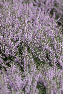 Фото Верес звичайний Агнес. (Calluna vulgaris Agnes) 