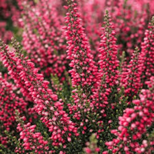 Фото Верес звичайний Патрісія. (Calluna vulgaris Patricia) 