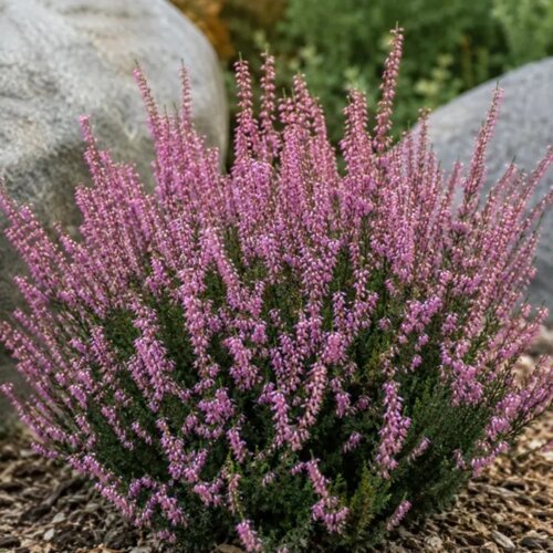 Фото Верес звичайний Доріна. (Calluna vulgaris Dorina)