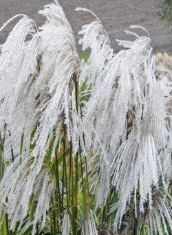 Фото Міскантус китайський Меморі. (Miscanthus sinensis Memory) С3