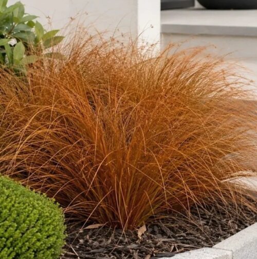 Фото Осока Буханана Ред Ростер. (Carex buchananii Red Rooster) С3