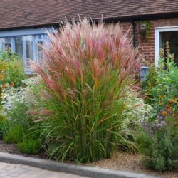 Фото Міскантус китайський Ред Чіф. (Miscanthus sinensis Red Chief) С3